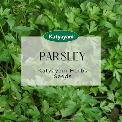 Parsley Curled Herb Seeds