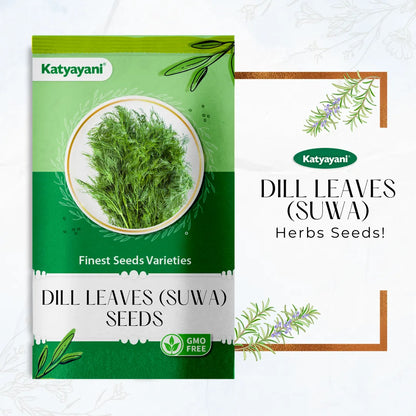 Dill Leaves (Suwa) Herb seeds