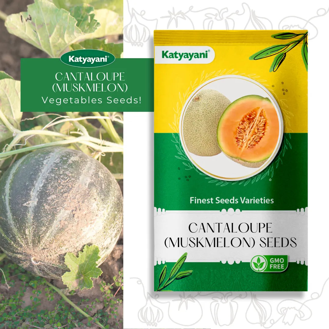 Cantaloupe (Muskmelon) Fruit Seeds