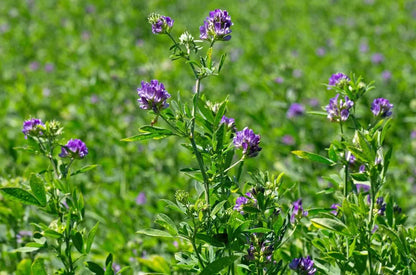 Alfalfa  (Lucerne Grass) Tree and Grass seeds