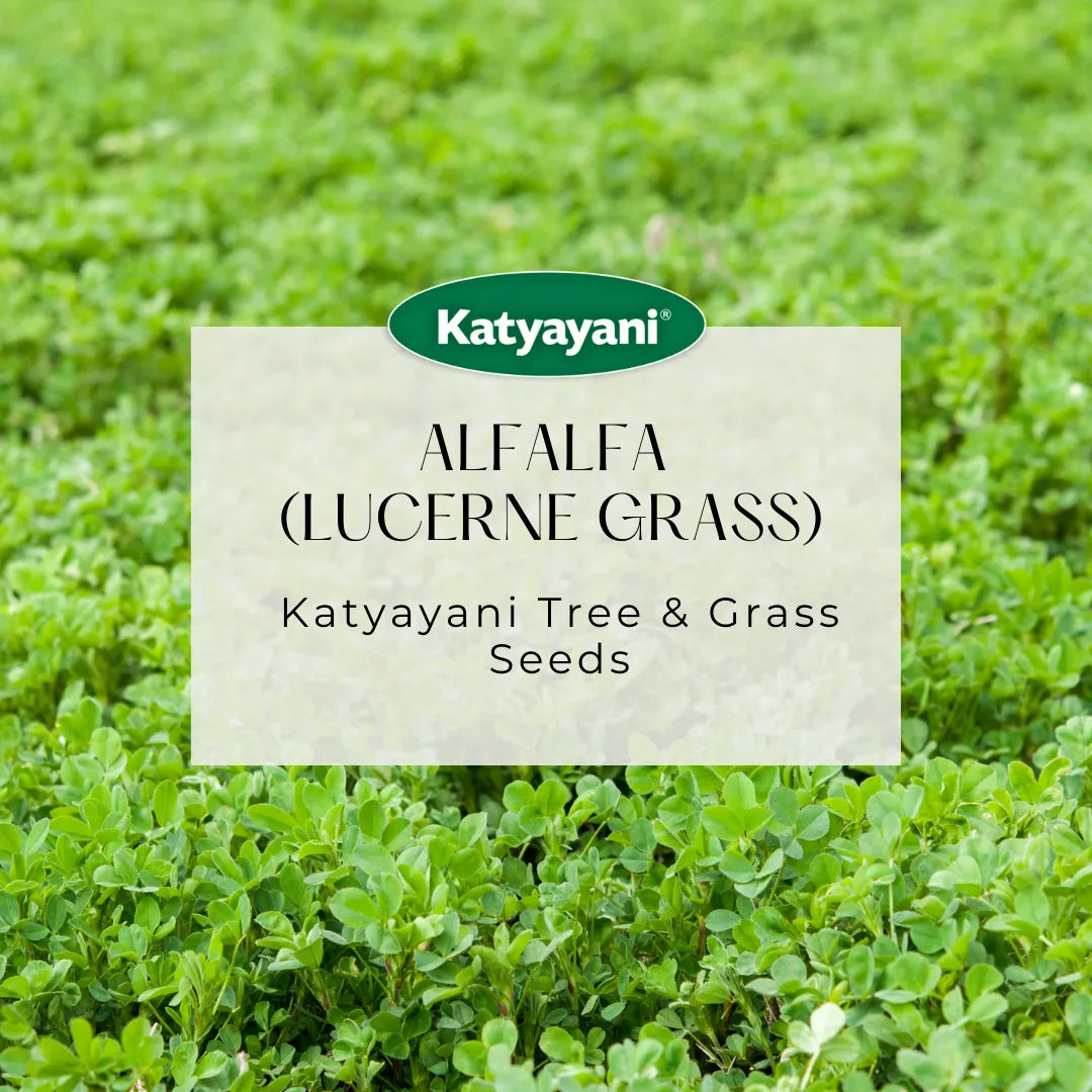 Alfalfa (Lucerne grass) Tree and Grass Seeds