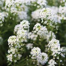 Alyssum Flowering Seeds