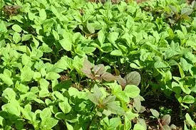 Amaranth  (Chawli Bhaji) Microgreen Seeds