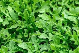 Arugula (Rocket Leaves) Herb seeds