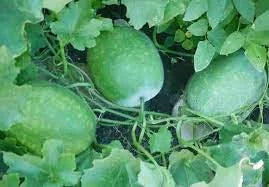 Ash Gourd Vegitable Seeds