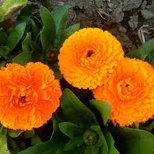 Calendula Flowering Seeds