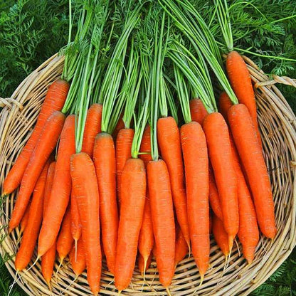 Carrot Nantes  (Improved) Microgreen Seeds