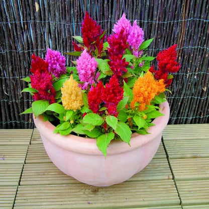 Celosia Plumosa Flowering Seeds