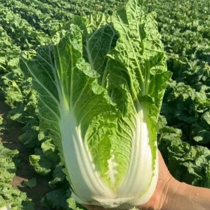 Chinese Cabbage Vegitable Seeds