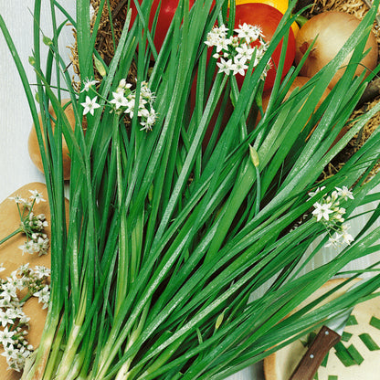 Chives Herb seeds