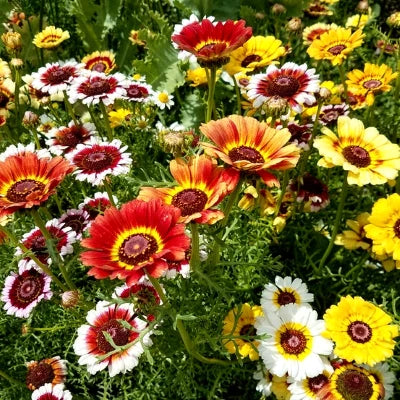 Chrysanthemum Mix Flowering Seeds