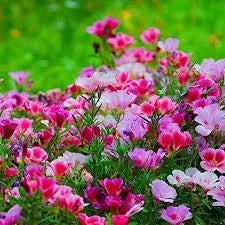 Clarkia Mix Flowering Seeds