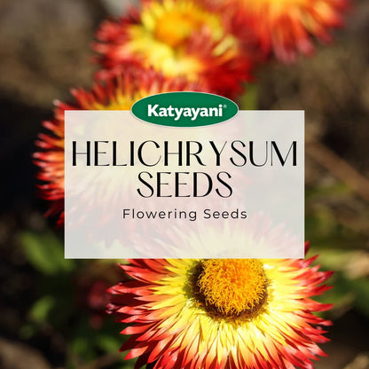 Helichrysum Flowering Seeds