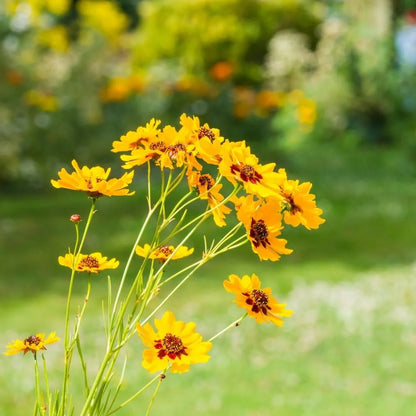 Coreopsis Flowering Seeds