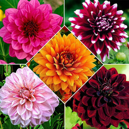 Dahlia Flowering Seeds