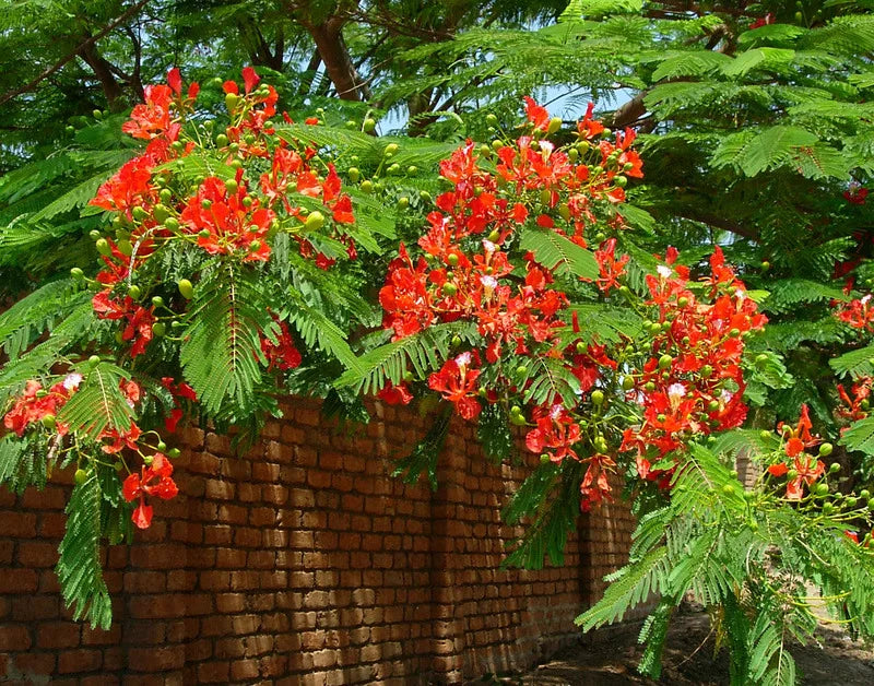 Delonix Regia  (Flamboyant Tree) - 100 g Tree and Grass seeds