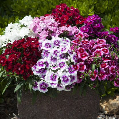 Dianthus Mix Flowering Seeds