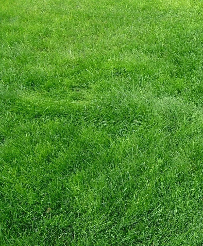 Doob Grass  (Carpet Lawn) Tree and Grass seeds