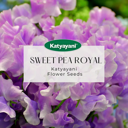 Sweet Pea Royal Mix Flowering Seeds