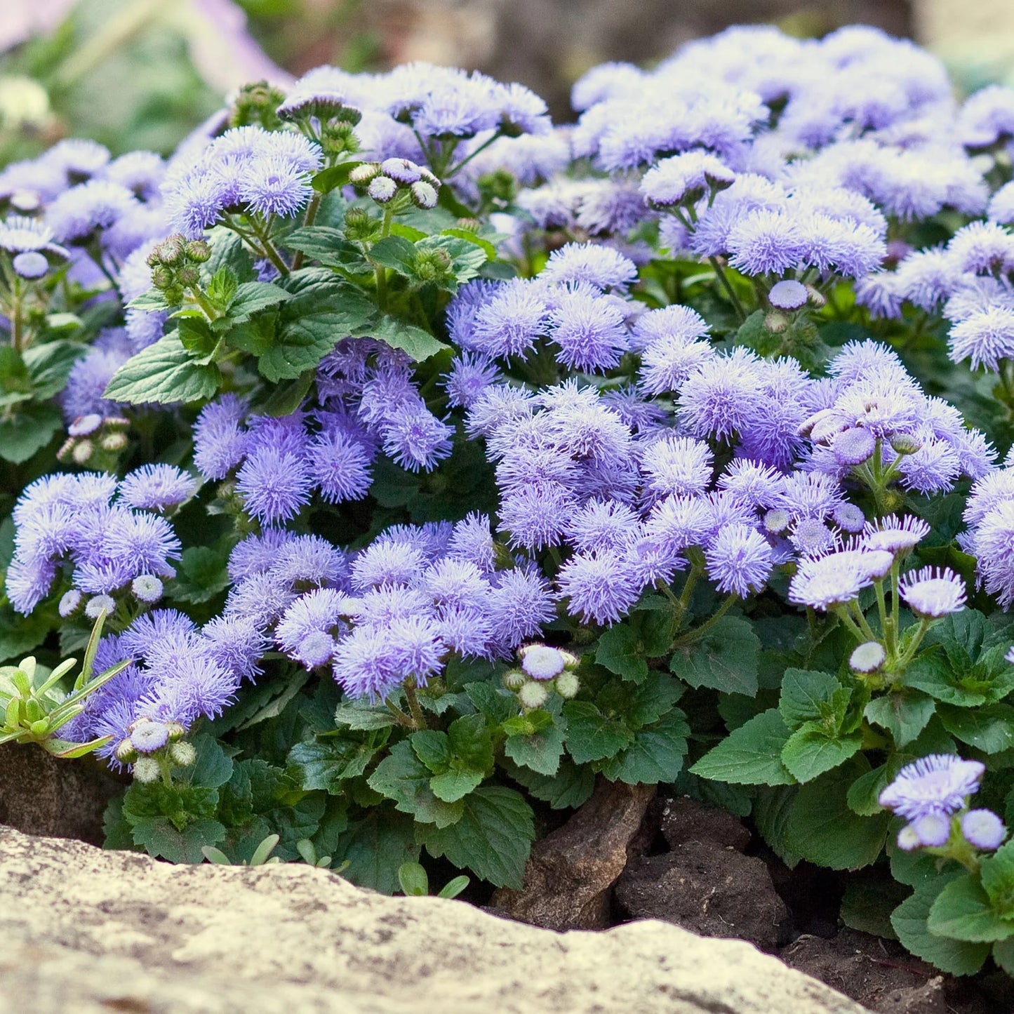 Ageratum Flowering Seeds