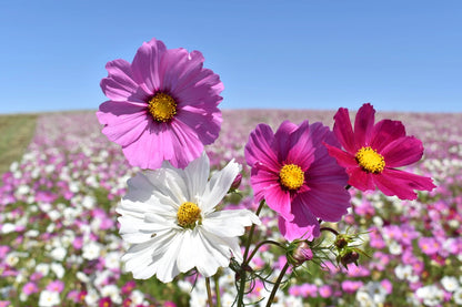 cosmos mix Flowering Seeds