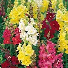 Antirrhinum Flowering Seed